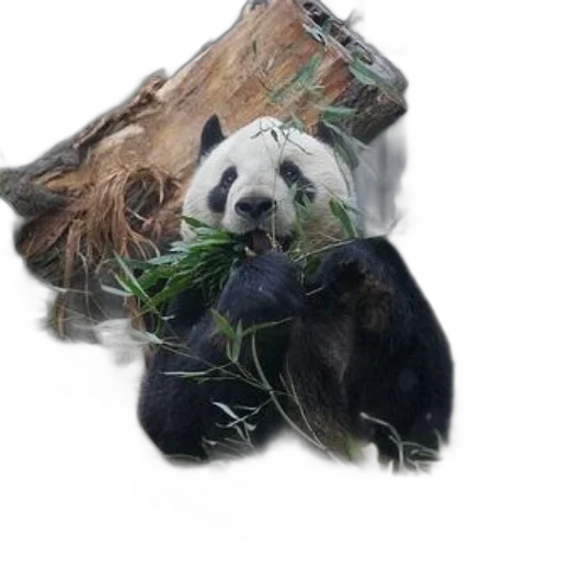 animal, creature, staff, photorealistic transparent PNG cut-out