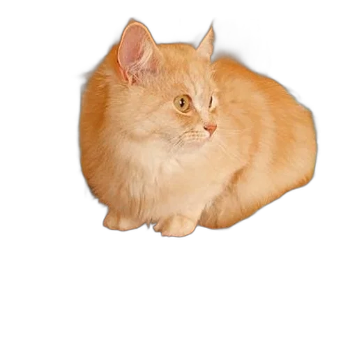 animal, creature, hat, food transparent PNG cut-out
