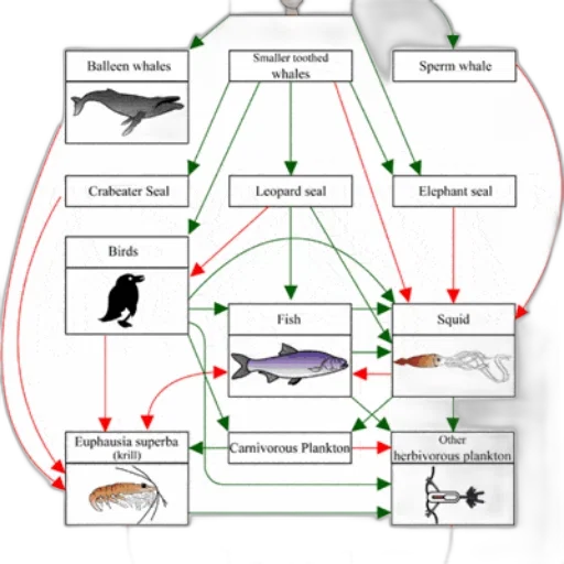 food, web, diagram, illustrating transparent PNG cut-out