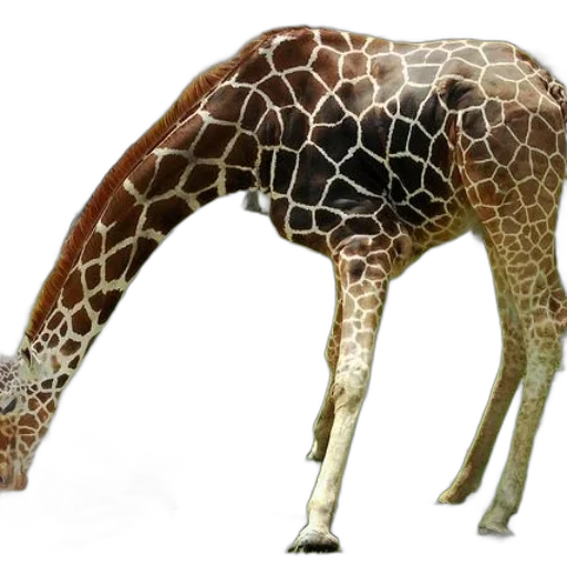 animal, creature, staff, weapon transparent PNG cut-out