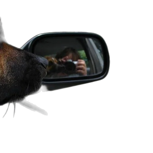 animal, car, creature, face transparent PNG cut-out