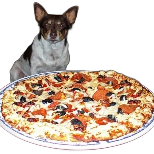 food, animal, creature, face transparent PNG cut-out