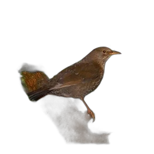 animal, staff, creature, hat transparent PNG cut-out