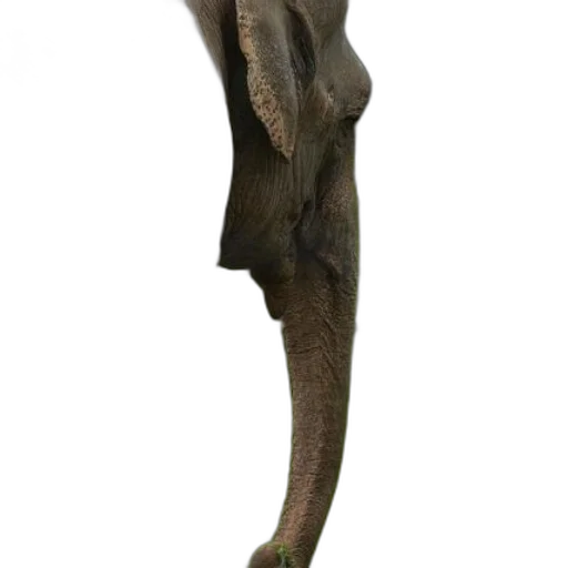 creature, animal, staff, dragon transparent PNG cut-out