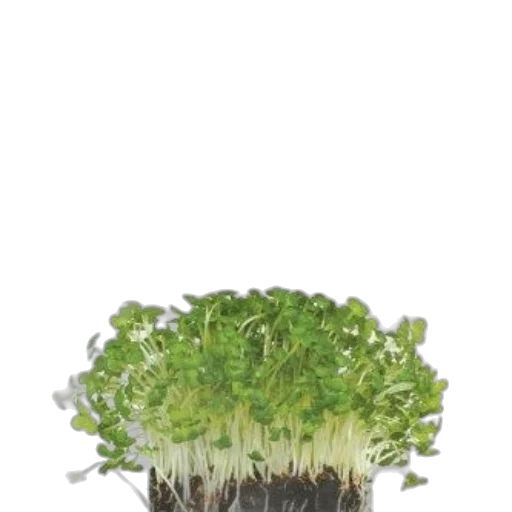 crown, hair, tree, hat transparent PNG cut-out