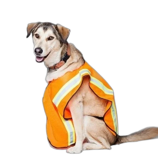 jacket, animal, dress, creature transparent PNG cut-out