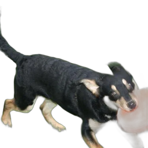 animal, creature, dragon, weapon transparent PNG cut-out