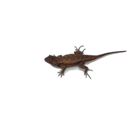 dragon, animal, creature, staff transparent PNG cut-out
