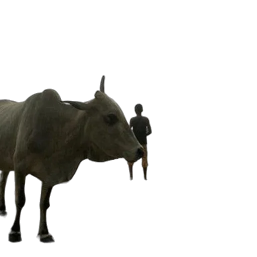 animal, weapon, creature, staff transparent PNG cut-out