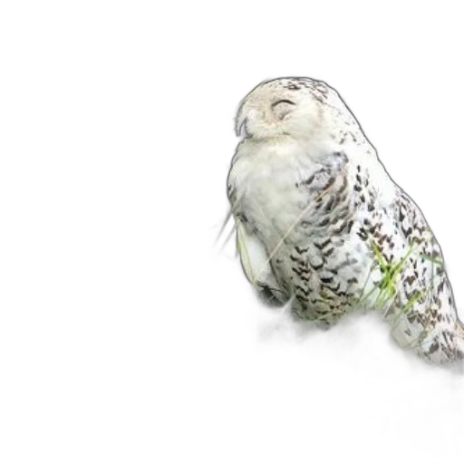 animal, staff, creature, face transparent PNG cut-out