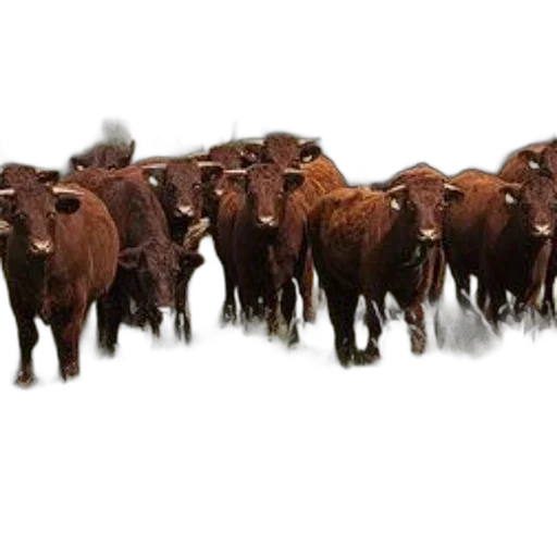 animal, herd, brown, cows transparent PNG cut-out