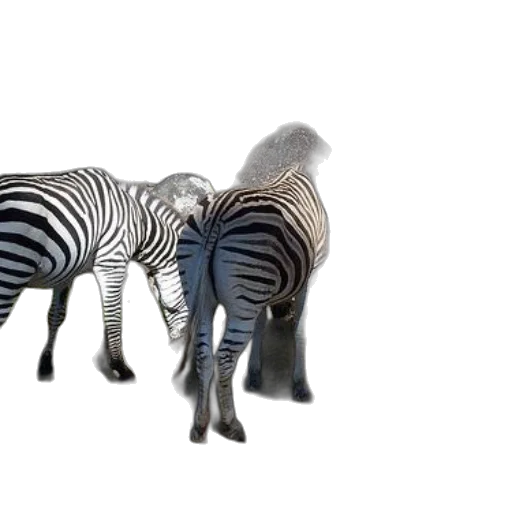 animal, creature, jewelry, furniture transparent PNG cut-out