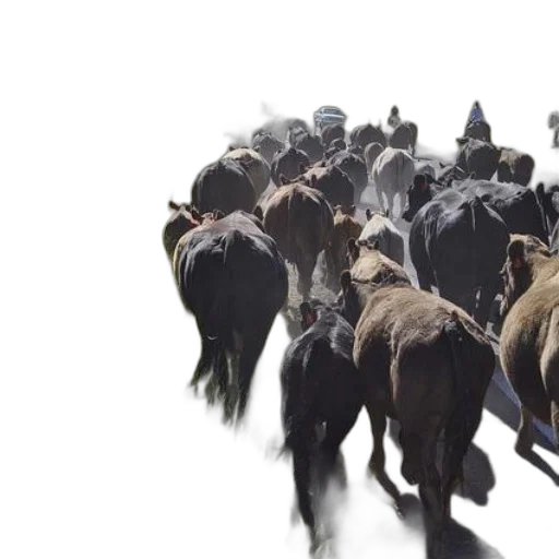animal, concept art, herd, cattle transparent PNG cut-out