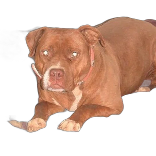animal, creature, staff, face transparent PNG cut-out