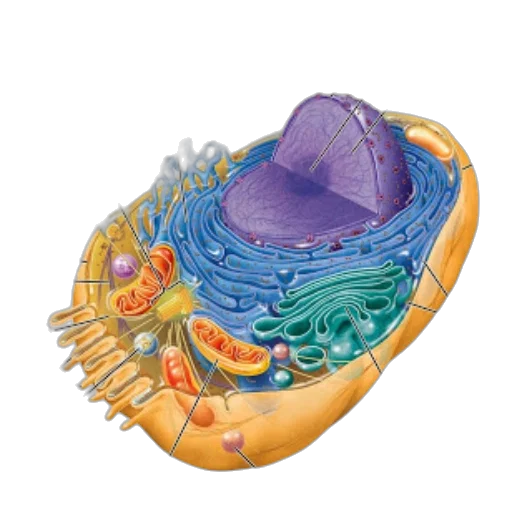 hat, jewelry, food, crown transparent PNG cut-out