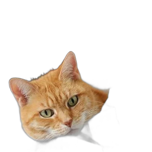 animal, face, hat, staff transparent PNG cut-out