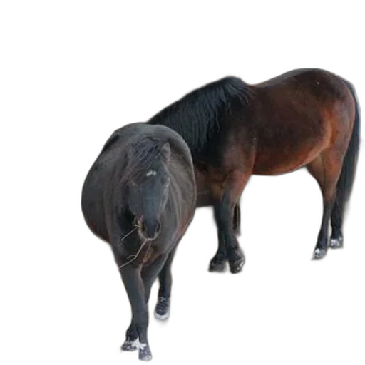 animal, creature, hair, dragon transparent PNG cut-out