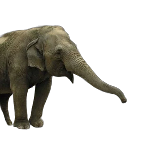 animal, creature, staff, 3d render transparent PNG cut-out