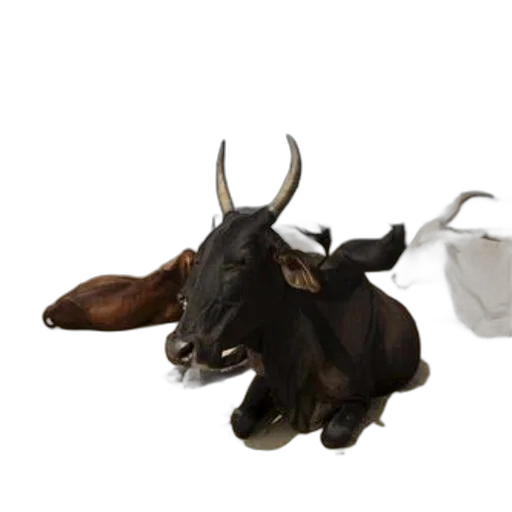 animal, jewelry, food, mask transparent PNG cut-out