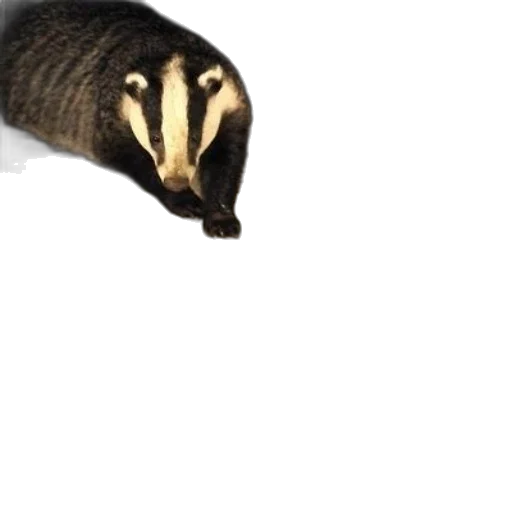 animal, creature, weapon, staff transparent PNG cut-out
