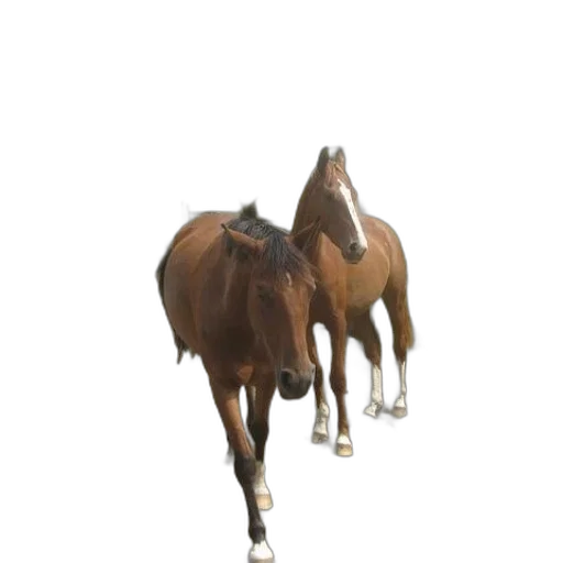 animal, creature, hat, staff transparent PNG cut-out