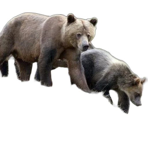 animal, creature, concept art, 3d render transparent PNG cut-out