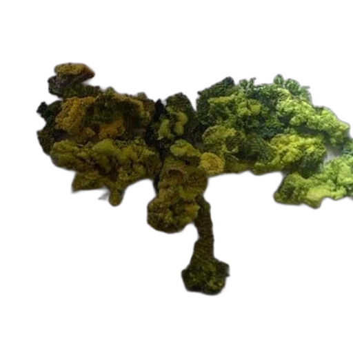 dragon, animal, tree, crown transparent PNG cut-out