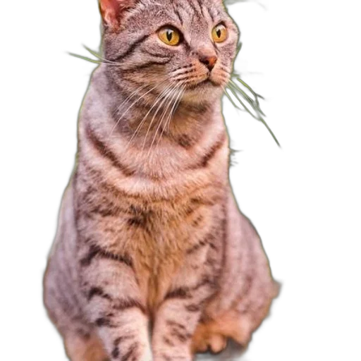 animal, staff, creature, crown transparent PNG cut-out