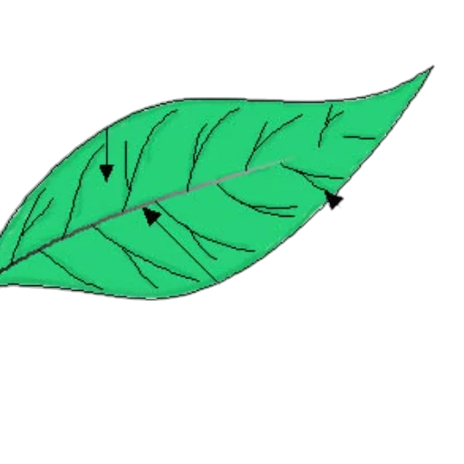 umbrella, flower, crown, tree transparent PNG cut-out
