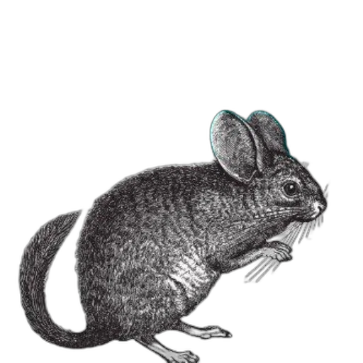 animal, hat, staff, creature transparent PNG cut-out