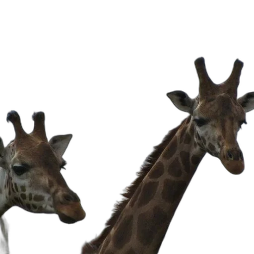 animal, creature, staff, 3d render transparent PNG cut-out