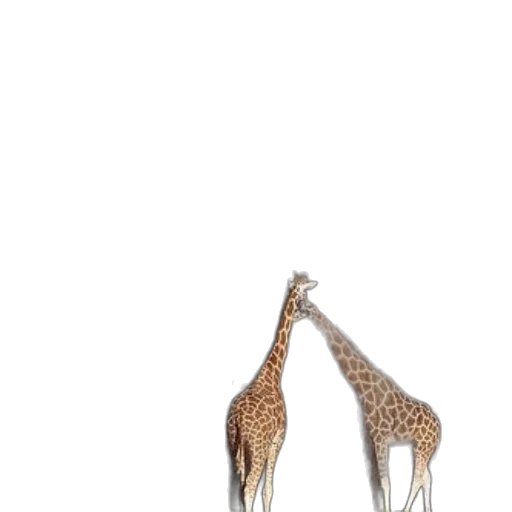 animal, shoes, creature, hat transparent PNG cut-out