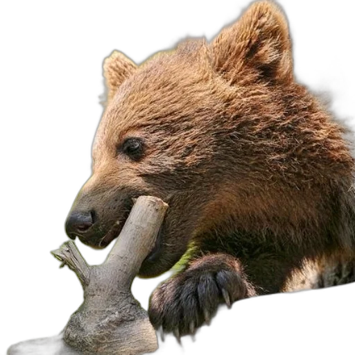animal, creature, food, staff transparent PNG cut-out