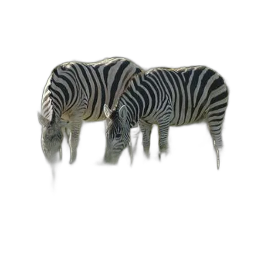 animal, creature, furniture, jewelry transparent PNG cut-out