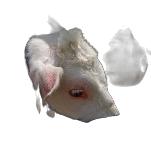 animal, mask, creature, face transparent PNG cut-out