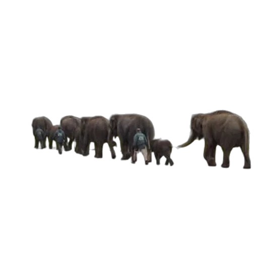 animal, staff, creature, jewelry transparent PNG cut-out