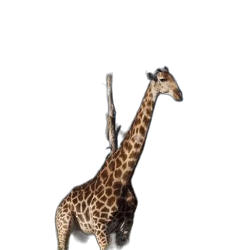 animal, staff, creature, jewelry transparent PNG cut-out