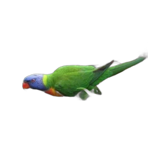 animal, staff, creature, jewelry transparent PNG cut-out
