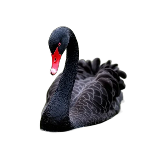 animal, creature, jewelry, mask transparent PNG cut-out
