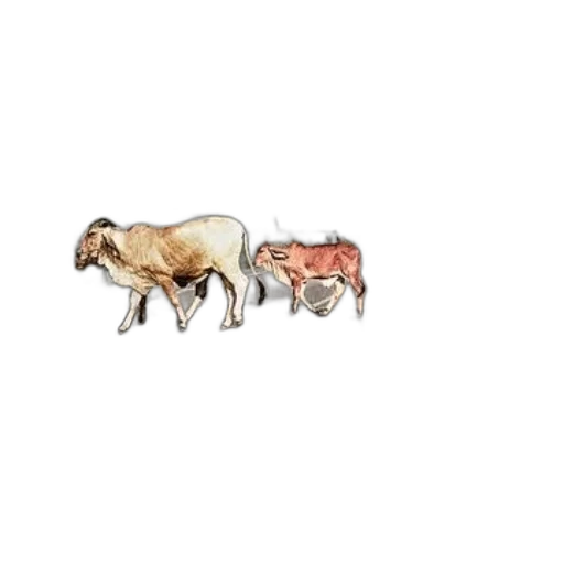 animal, food, hair, jewelry transparent PNG cut-out