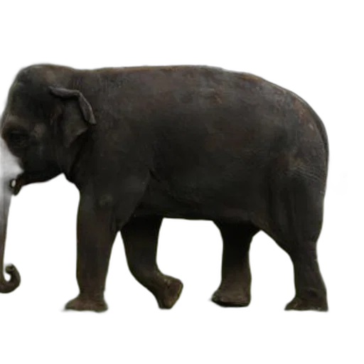 animal, staff, creature, weapon transparent PNG cut-out
