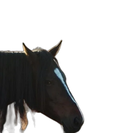 animal, creature, hat, staff transparent PNG cut-out