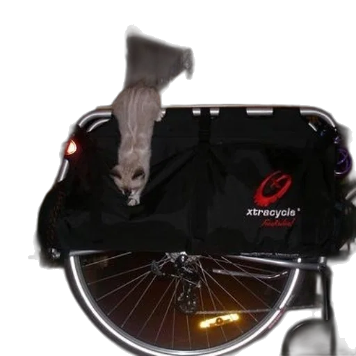 animal, cyberpunk, cat, climbs transparent PNG cut-out