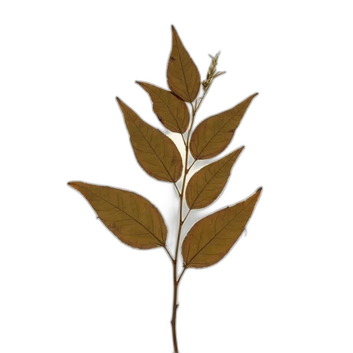 staff, tree, flower, crown transparent PNG cut-out