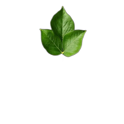 tree, food, flower, staff transparent PNG cut-out