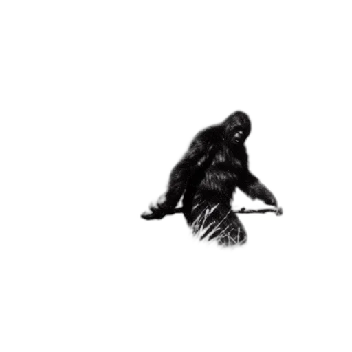 animal, creature, jacket, hair transparent PNG cut-out