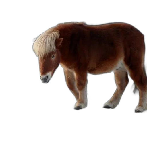 animal, creature, hair, staff transparent PNG cut-out