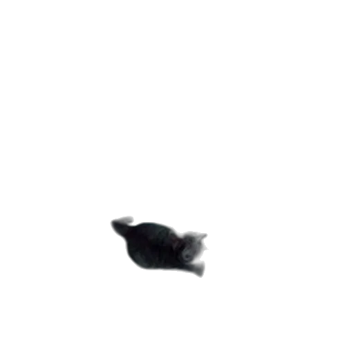 animal, creature, hat, hair transparent PNG cut-out