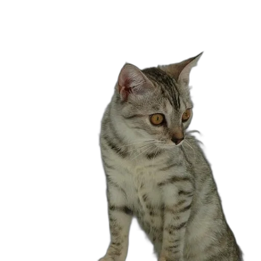 animal, creature, staff, weapon transparent PNG cut-out