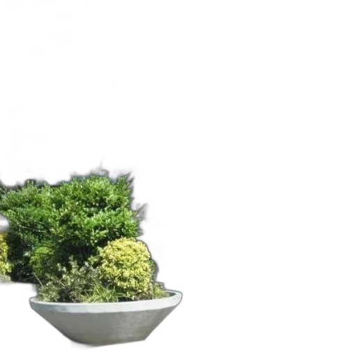 crown, food, tree, hair transparent PNG cut-out